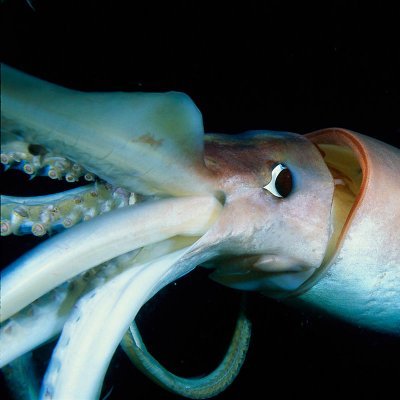 flattenedshape's profile picture. 31 Welcome to my personal complaint box