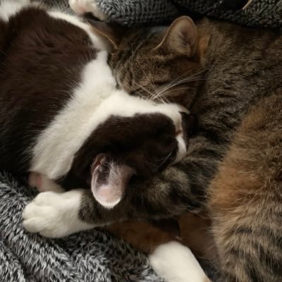 Si_longtemps's profile picture. ⑱禁垢/20↑成人済/shipper/完全左右固定(🔁❌)現在ﾗｲﾄﾞｳに夢中/GQX🟩🟥/ゲ言迷👁💧/GK🌙🎏, 🌸🐈/GS💙❤/BV,smis/BBB.klst/HH 🦌右/H×H🃏📕/⚠️妄想劣情⚠️政治LGB支援！台湾加油/他https://t.co/h4mR5THotX