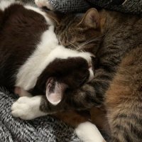 adieuみな (@si_longtemps) 's Twitter Profile