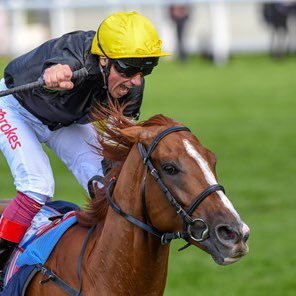 DBTips2's profile picture. Carefully selected horse racing tips NAP, NB and EW shot posted daily 💥🐎