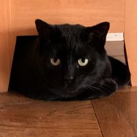 catswhereitsat(@catswhereitsat) 's Twitter Profile Photo