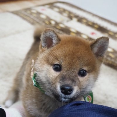 柴犬おこげ おこげ も ちもち もちもち もちもちほっぺ おもち 柴犬 Shiba 柴犬おこげ おうち時間 おこげさんのおうち時間