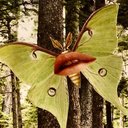 Danielle Hess - @alsodanni - Twitter