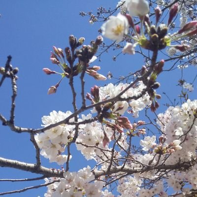 K1SlEAVzl4FZg7x's profile picture. 三姉妹の母  長崎出身愛知在住 
子どもとお出かけ大好き💕   
音楽、ディズニー、大道芸、楽しいことが大好き💕りずむらいすさん、吉田さんちの大道芸さん、SUKE3&SYUさん、idio2さん、BRASS BReeZeさん、Throw Lineさん、JABBERLOOPさん、etc.
