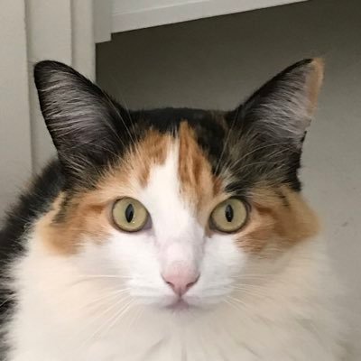 bibaccarin's profile picture. 🚩 Dilmista! 🚩