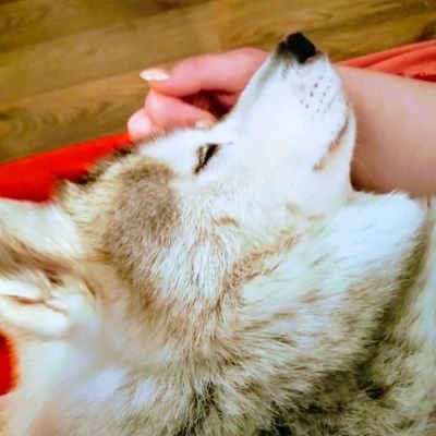 jednorozecszuka's profile picture. she/her
Nigdy nie wiem co napisać w 'o mnie'. Czytam książki wystarczy?