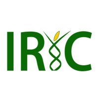 IRIC – International Rice Informatics Consortium (@iric_rice) 's Twitter Profile Photo
