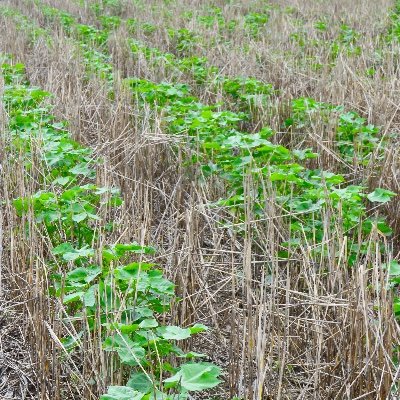 Improving soil health and focusing on sustainability | University of Arkansas System Division of Agriculture | Crops, Soil & Environmental Science