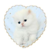 ねこ (@nk_eicr) 's Twitter Profile