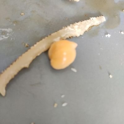 Soy un garbancito feliz
Estoy cocido
Sabrosón
Fan de Estopa
Vivió en el #pisITO