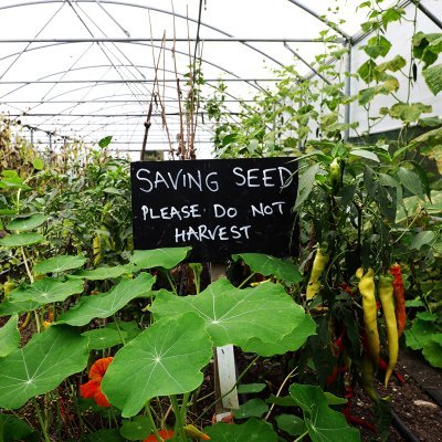 Building a network of growers & gardeners producing, saving, selling, swapping and sowing local, open-pollinated seed across Southeast England. @HeleneSCSchulze