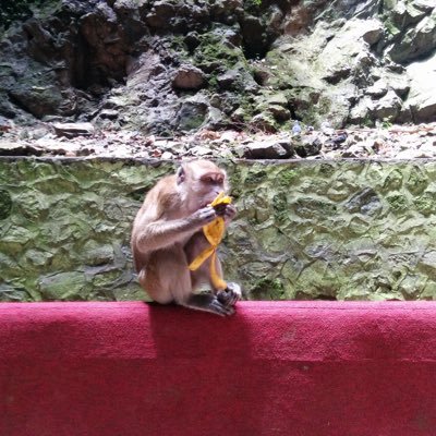 HSmichu's profile picture. Emprendedor