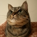 nekonekokamu (@nekonekokamu) Twitter profile photo