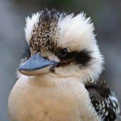 BZyfynepSojA4nn's profile picture. 日本から脱出したい