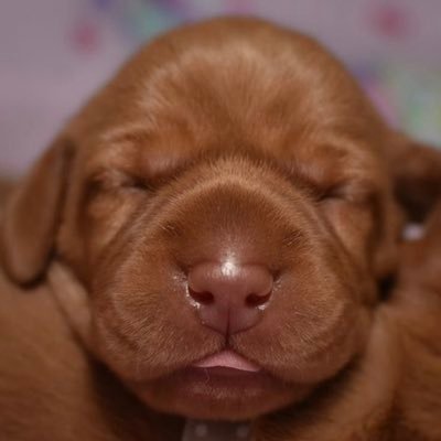 JoeGrizzly09's profile picture. chinchillin