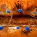 more than 100 eyes and no one bothered to study my neural net? Scallop interested in non-human and non- neural cognition, behavior, morphology.