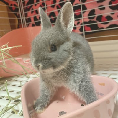 むむもも🐰🍑さんのプロフィール画像