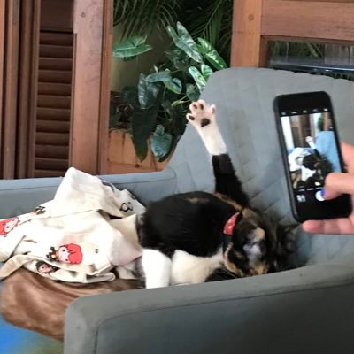 daninotfromhere's profile picture. not my 🪑 not my problem. ATL - ASU