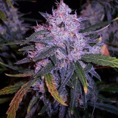 I'm all about bud bud🍀 best in cali.. all you gotta do just hit me up if you wanna hank up with my strains doing worldwide delivery DM me asap🔥