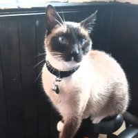 Chancethebeautifulcat (@chancethebeaut1) 's Twitter Profile