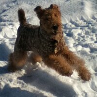 LizzyB(@lizandairedales) 's Twitter Profile Photo