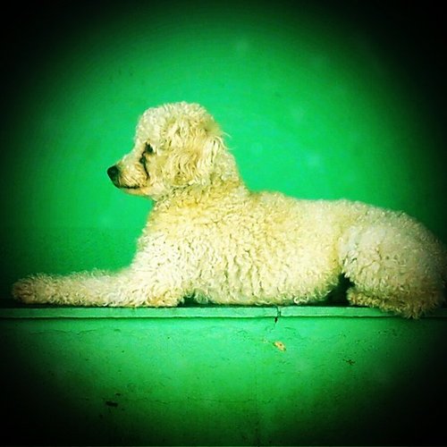 auphone's profile picture. 