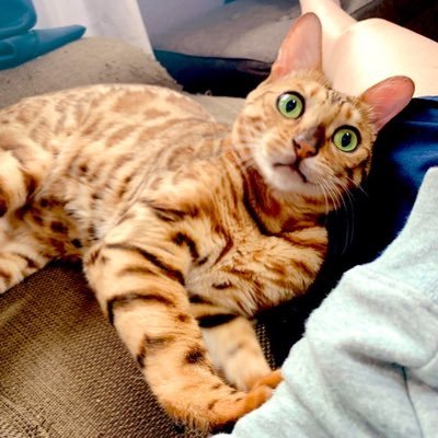 ぷりん日記 ベンガル猫 おうちに来て間もないプリン君 猫動画 ベンガル猫 子猫 ねこ 猫好き
