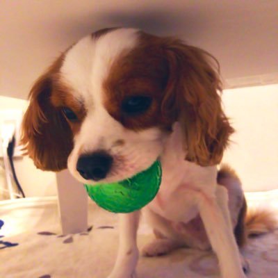 ottos85401567's profile picture. 