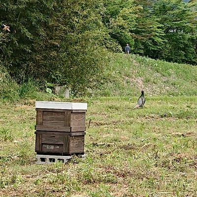 山梨の養蜂家です