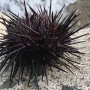 Uni🏖/社労士試験2025年再トライ！勉強法模索中！ (@urchins_go_to) Twitter profile photo