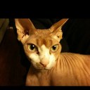 Michelle Ballenger - @greendudley - Twitter