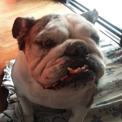 Roberta_Dante's profile picture. The irresistible charm of the unexpected. ✒📑