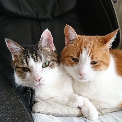 harumi_momo110's profile picture. 私は猫派です🐾🎹角野隼斗(かてぃん)さん🐈️を応援しています。人生初ファンクラブ入会、ラボメン
かてぃんさんがとうとうジブリパークへ嬉しいね💜