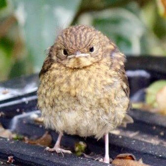 joanna_matthew's profile picture. Wildlife lover