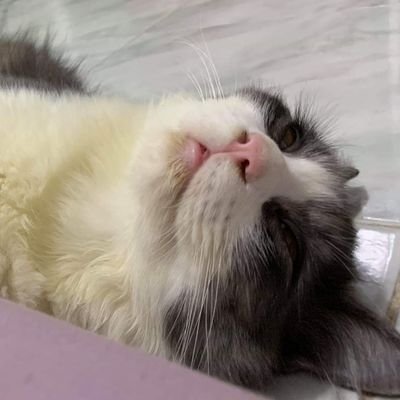 justkayla69's profile picture. 