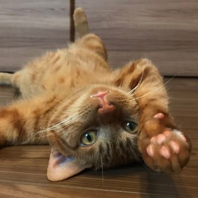 otoruotoruotoru's profile picture. どこかのベンダーでサポートしてるエンジニア。All tweets are my own.
