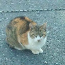 久永(もう僕は猫だよ…)さんのプロフィール画像