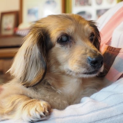 maronnpapa1013's profile picture. 目、耳が不自由でも、健気に生きた老犬マロンは、16歳で虹の橋を渡りました。人の心に寄り添う北海道出身のシンガーソングライター半﨑美子さんを応援しています。#半崎美子 #読書好きな人と繋がりたい #ガーデニング パパ活とは一切関係ありません。無言フォロー失礼します。