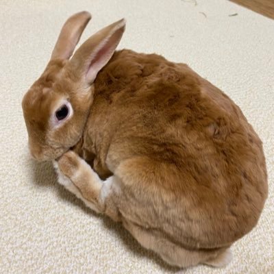 ちょびさんのプロフィール画像
