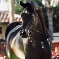 fatma (@fatma_alshammar) Twitter profile photo