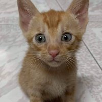 Jason YUAN (@yuandechain) 's Twitter Profile