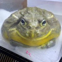 ゆうやくん (@guillty) Twitter profile photo