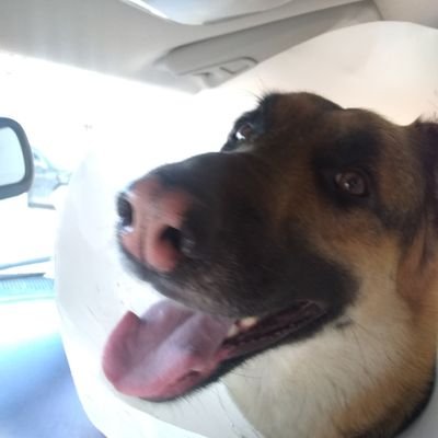 DogHous15079598's profile picture. not much to say,move along