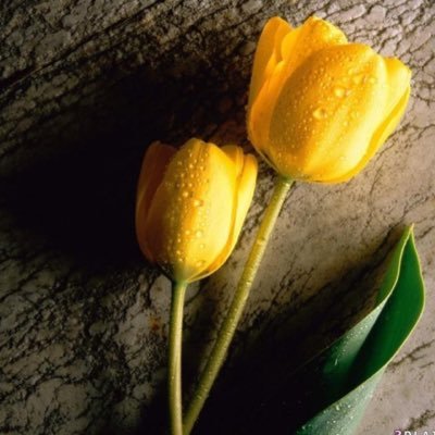 قلوبُنا .. بَسيطةٌ جدًا يُفرحها كُل إهتمامٍ بَسسيط ..♡