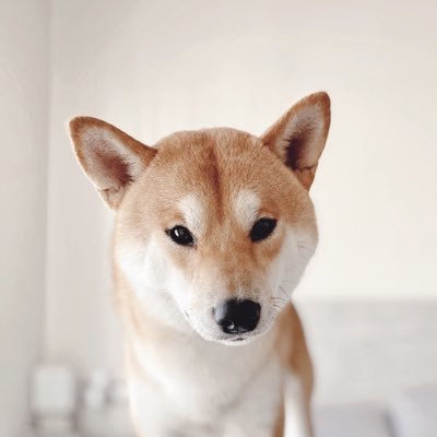 Shiba Inu ♂