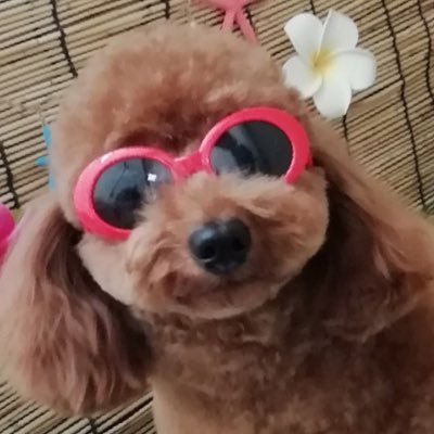 まったり勢ですが仲良くしてください！💪(`･ω･´💪) 無言フォロー失礼します🤦暁特攻隊→壇田荘→蒼天→暁特攻隊 #プリコネR