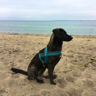 Ostseestrandhündin. 🏖
Mal mutig, freundlich, tapfer + glücklich - mal ängstlich + schreckhaft. Liebt Strand, Sonne und alle anderen Hunde. aka „Quatschkopf“ 🤪