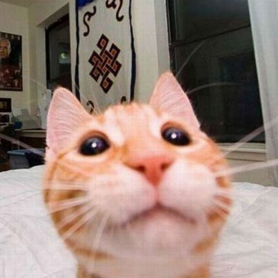 gittyalt's profile picture. mom runs account https://t.co/QulvEe7Kes