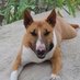 Sunnysideup (@bullterrier4eva) Twitter profile photo Sunnysideup (@bullterrier4eva) Twitter profile photo