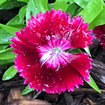 rachel91973's profile picture. 